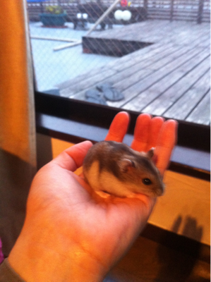 おもちゃが本物にっ！