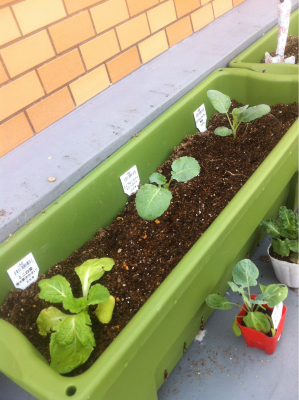 家庭菜園でミニ野菜！